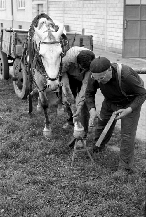 Podkování koně mistrem Válkem v Chaloupkách 1970